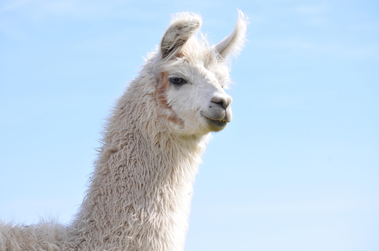 欧盟蓝色555：绅士之家app详情下载教程