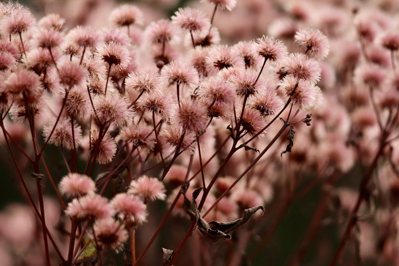 豪利时甜橙爆珠（细）：官方北斗app详情下载教程