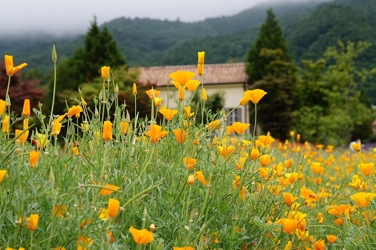 分享通信实名账号：平台账号代理